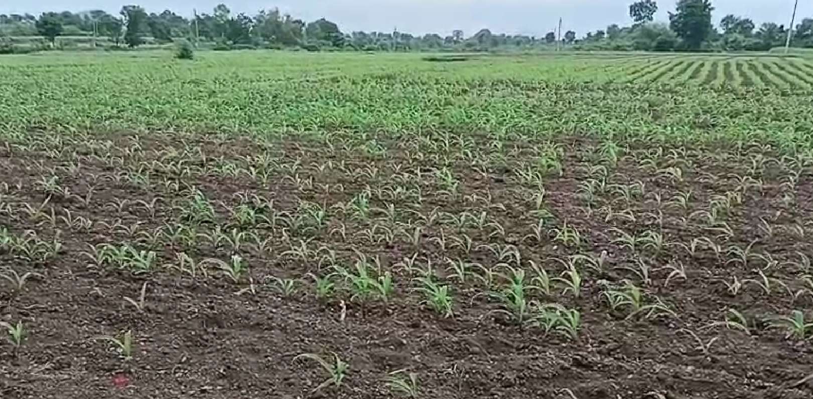 १५ ते २० दिवस पावसाने फिरवली पाठ; चांदवडमध्ये खरीप पिके संकटात