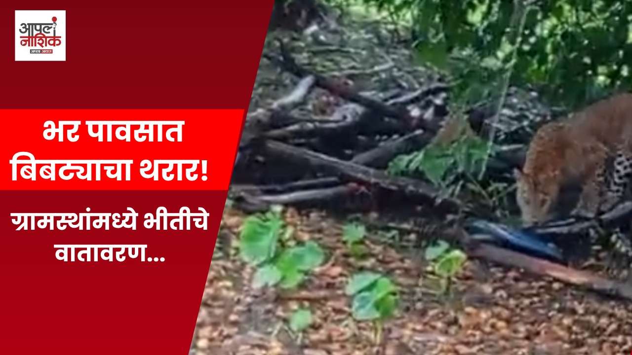 इगतपुरीत भर पावसात बिबट्याचा वावर; मुरंबी-भंबाळे फाटा परिसरात शेतकरी कुटुंबांमध्ये भीती