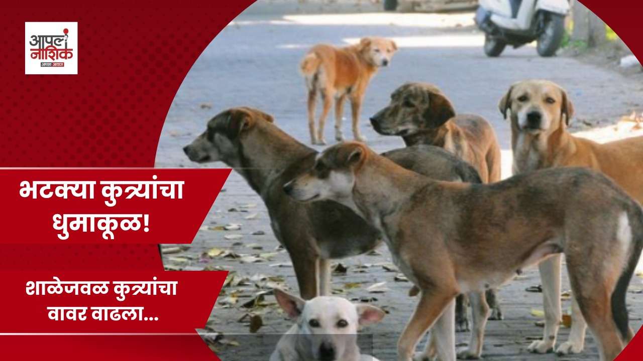 अशोका मार्गावर भटक्या कुत्र्यांचा धुमाकूळ; दोन दिवसांत पाच जणांवर हल्ले