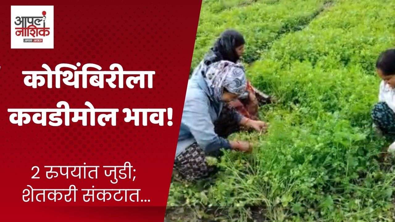 येवल्यात कोथिंबिरीला २-३ रुपये; शेतकरी आर्थिक संकटात
