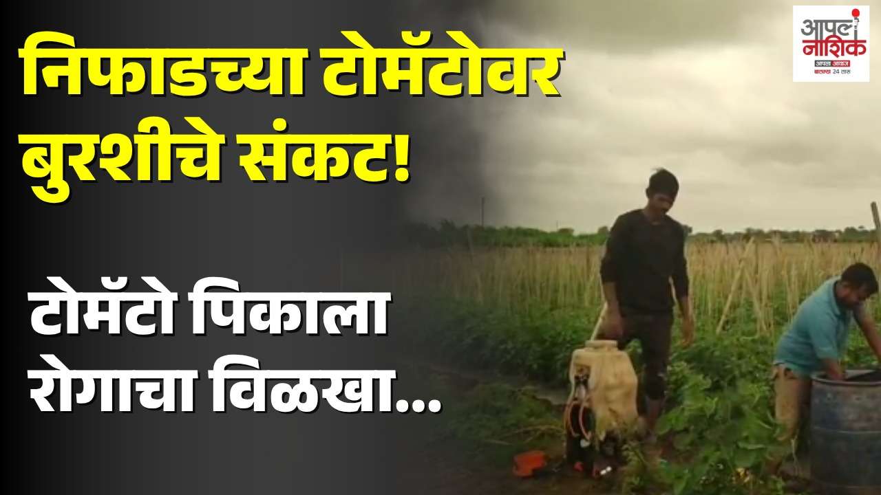 निफाडमध्ये टोमॅटो पिकावर बुरशीचा वाढता प्रादुर्भाव