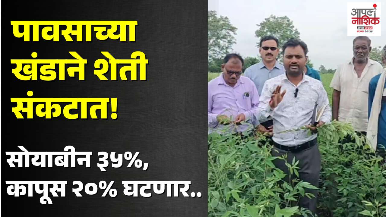 वर्ध्यात पावसाच्या खंडाचा शेतीला फटका; सोयाबीन ३५%, कापूस २०% घटणार