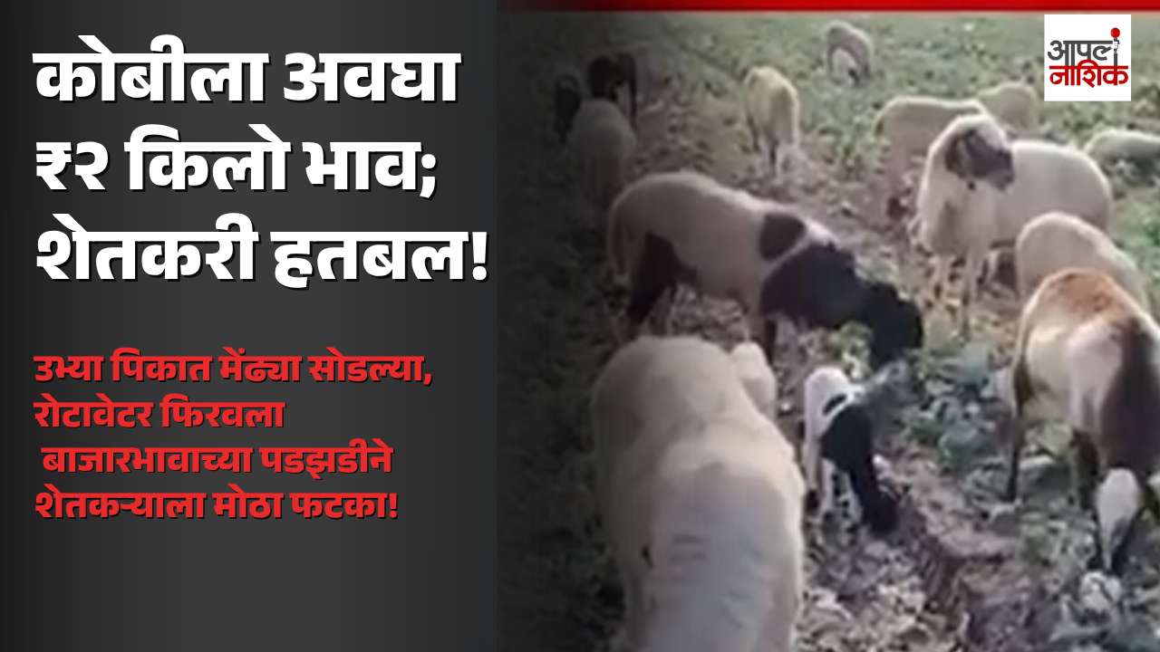 येवल्यात कोबीला अवघा २ रुपये किलो भाव; उत्पादन खर्चही निघेना, शेतकऱ्याने उभ्या पिकात फिरवला रोटावेटर