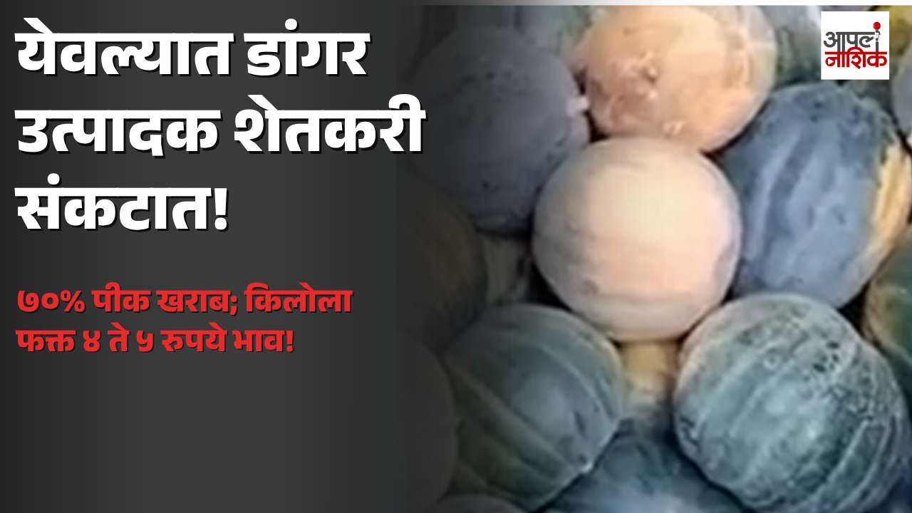 येवला तालुक्यात डांगर उत्पादक शेतकरी संकटात; ७० टक्के पीक खराब, किलोला ४ ते ५ रुपये भाव