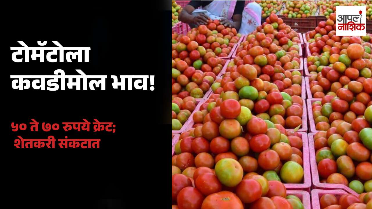 पांढुर्ली उपबाजारात टोमॅटोचे दर घसरले; ५० ते ७० रुपये क्रेटमुळे शेतकरी संकटात