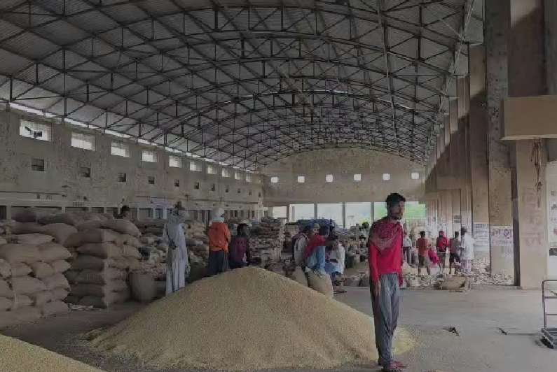 यवतमाळमध्ये सोयाबीनच्या दरात मोठी घसरण; दिवाळीत शेतकरी चिंतेत
