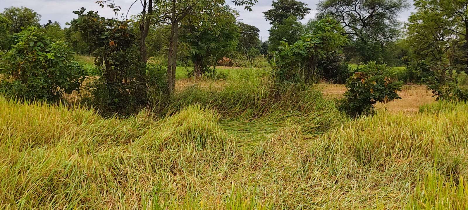 गोंदियात अवकाळी पावसाचा धान पिकाला फटका; शेतकऱ्यांचे मोठे नुकसान